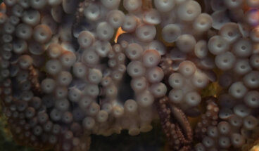 Nectocaris pteryx: el abuelo de los cefalópodos hace 500 millones de años