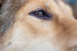 Síndrome de Horner en perros: síntomas, diagnóstico y prevención