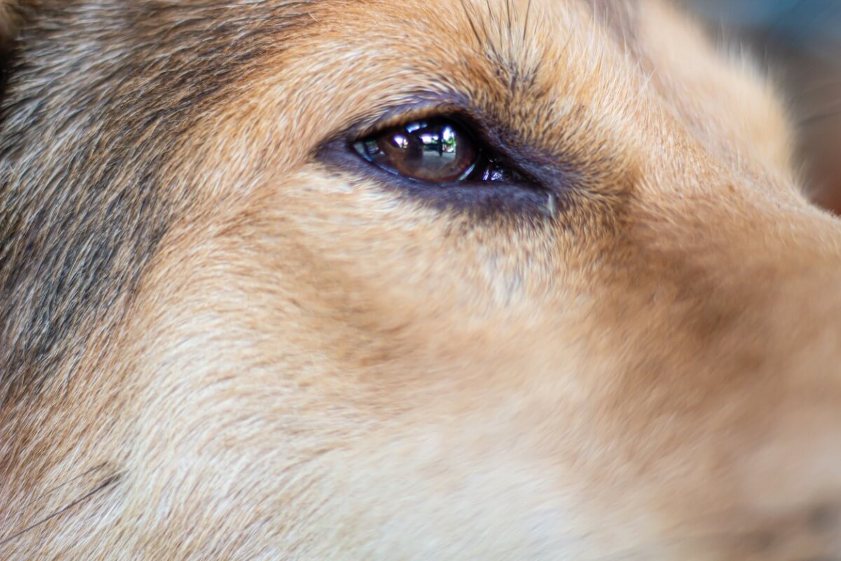 The eyes of a dog.