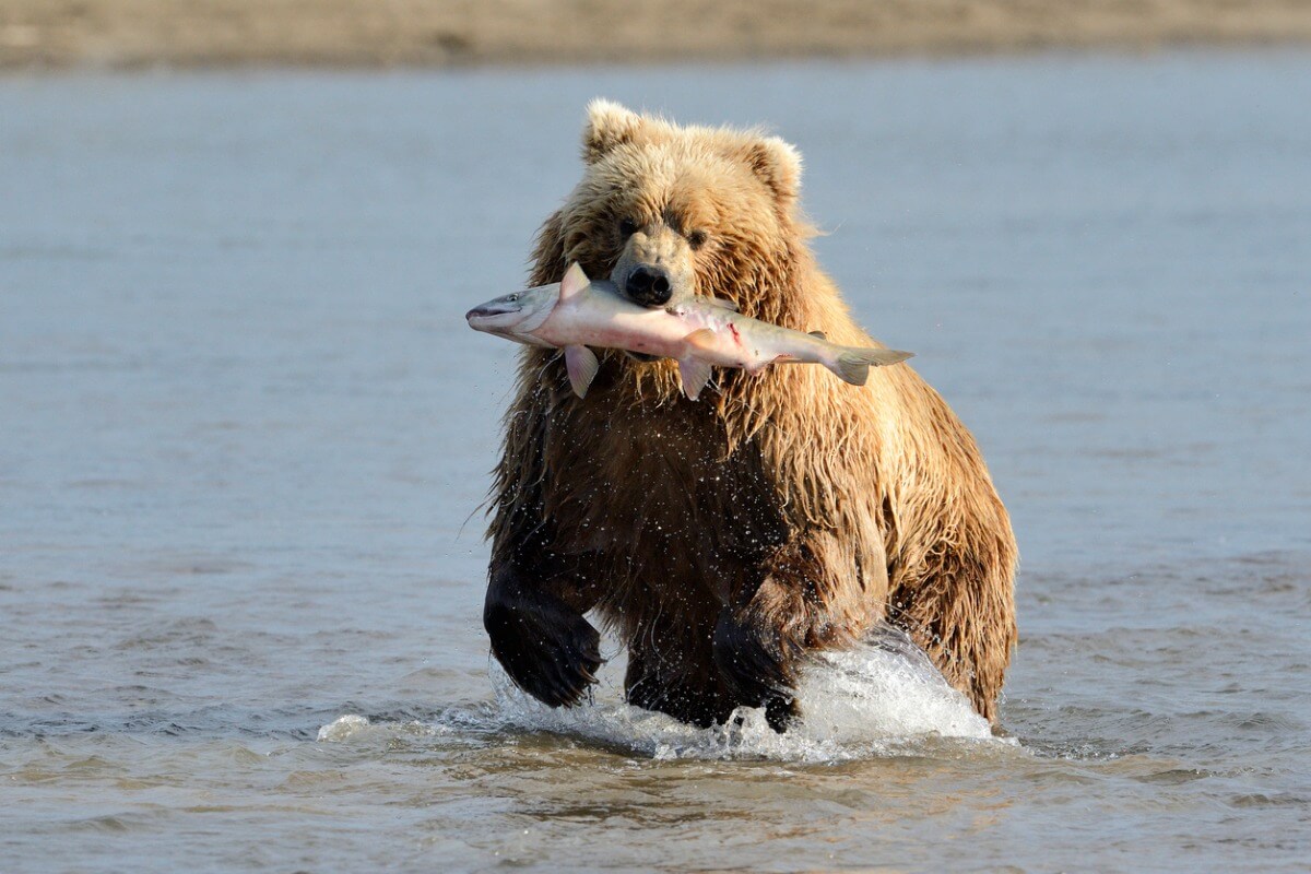 Que a los osos les gusta el salmón es un hecho innegable.