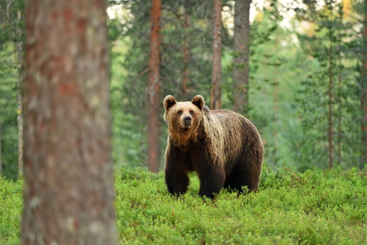 En brun bjørn stirrer på kameraet.