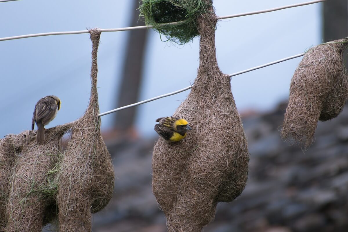 Des oiseaux qui construisent leur maison.