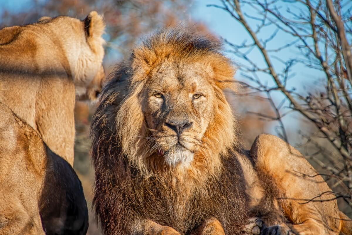 Un lion avec une lionne.