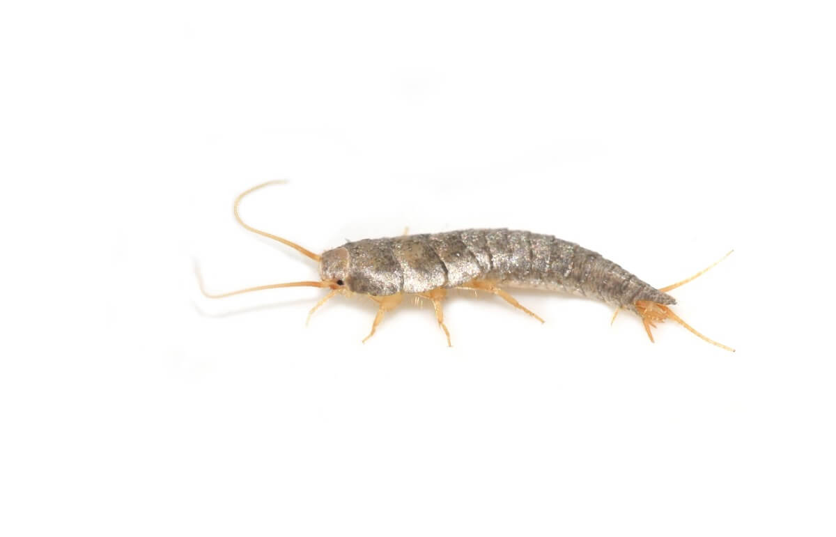 Um silverfish.