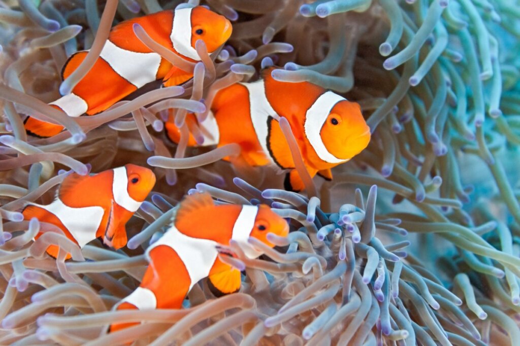 Un gruppo di pesci pagliaccio sopra un anemone.