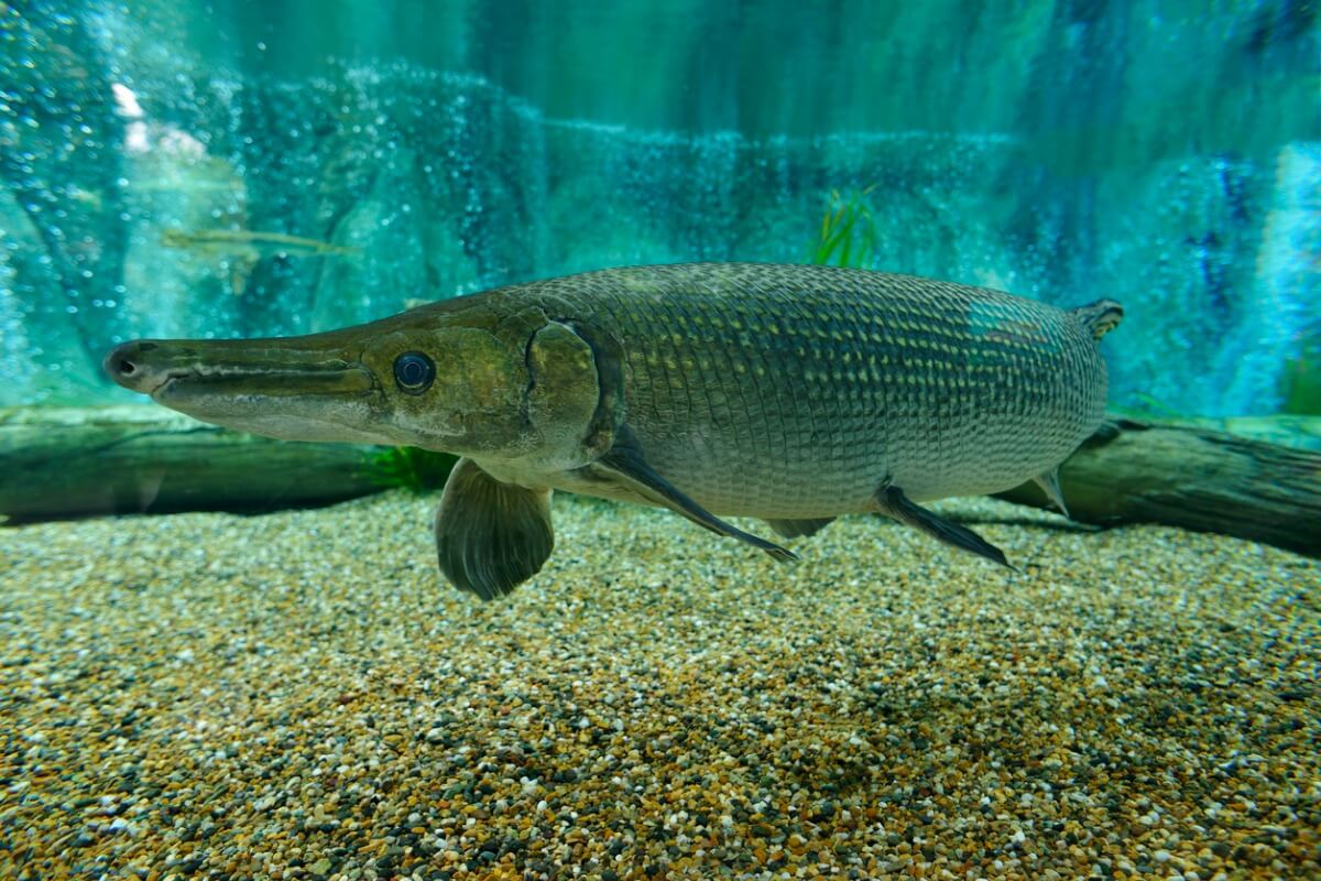 Un pejelagarto en un acuario.