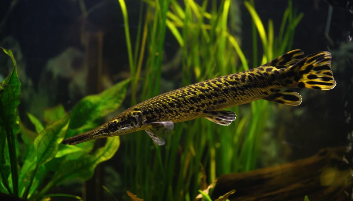 En långnosad bengädda