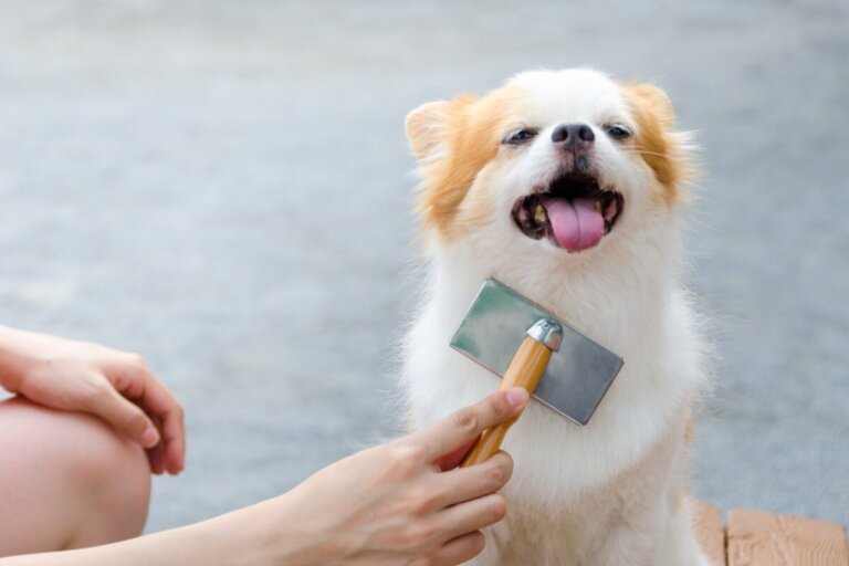 Los 6 tipos de pelo en perros
