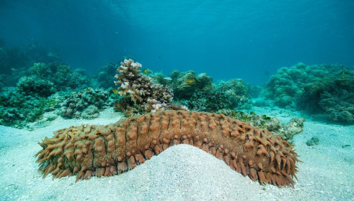 A sea cucumber.