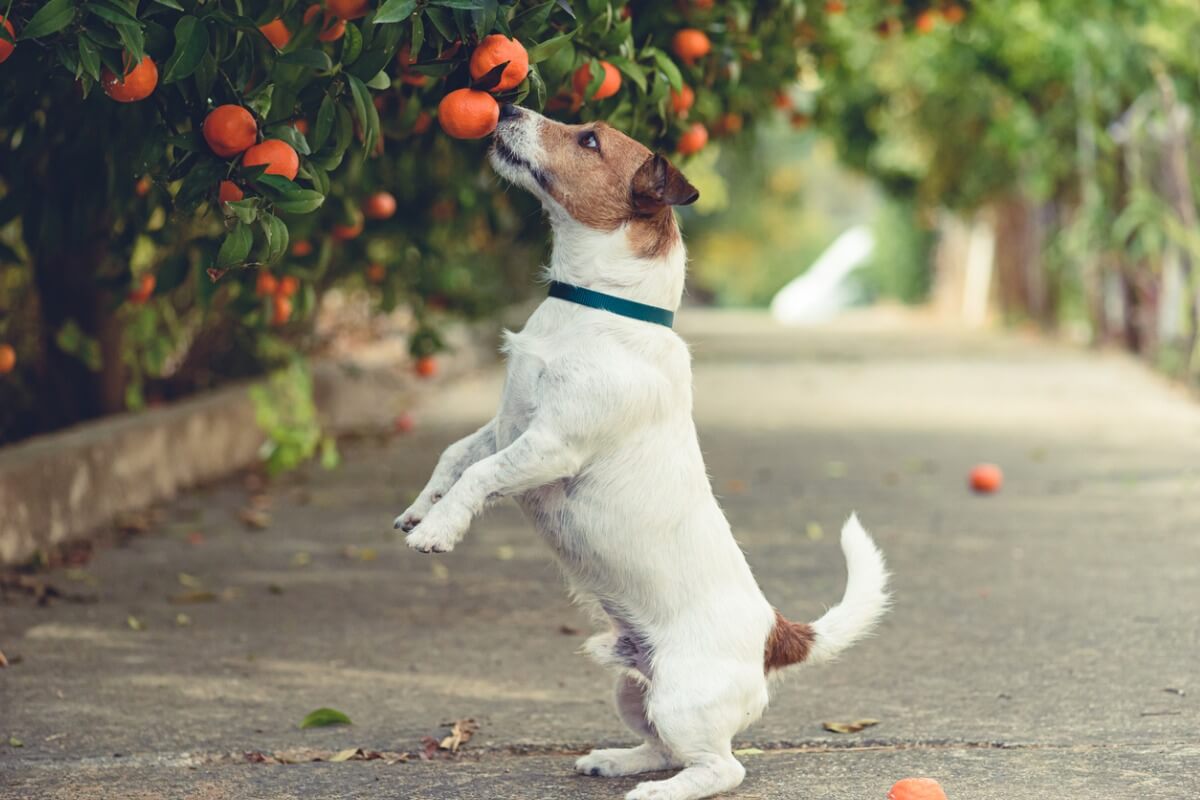 Dogs eat oranges and tangerines.