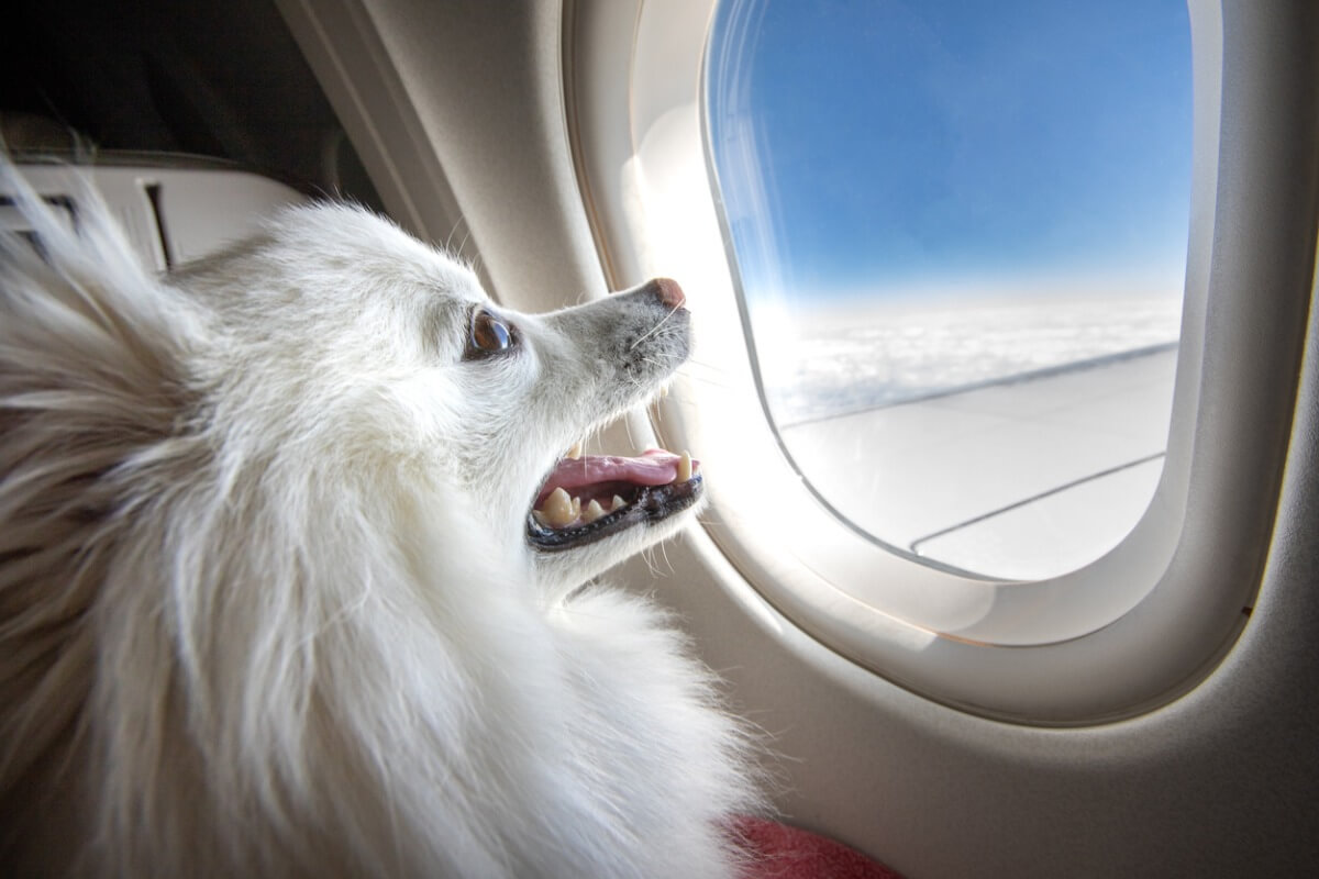 Un perro mira por la ventana de un avión.