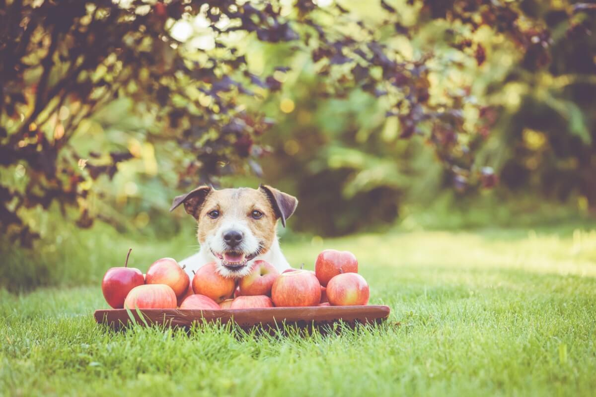 Un cane felice che mangia le mele.