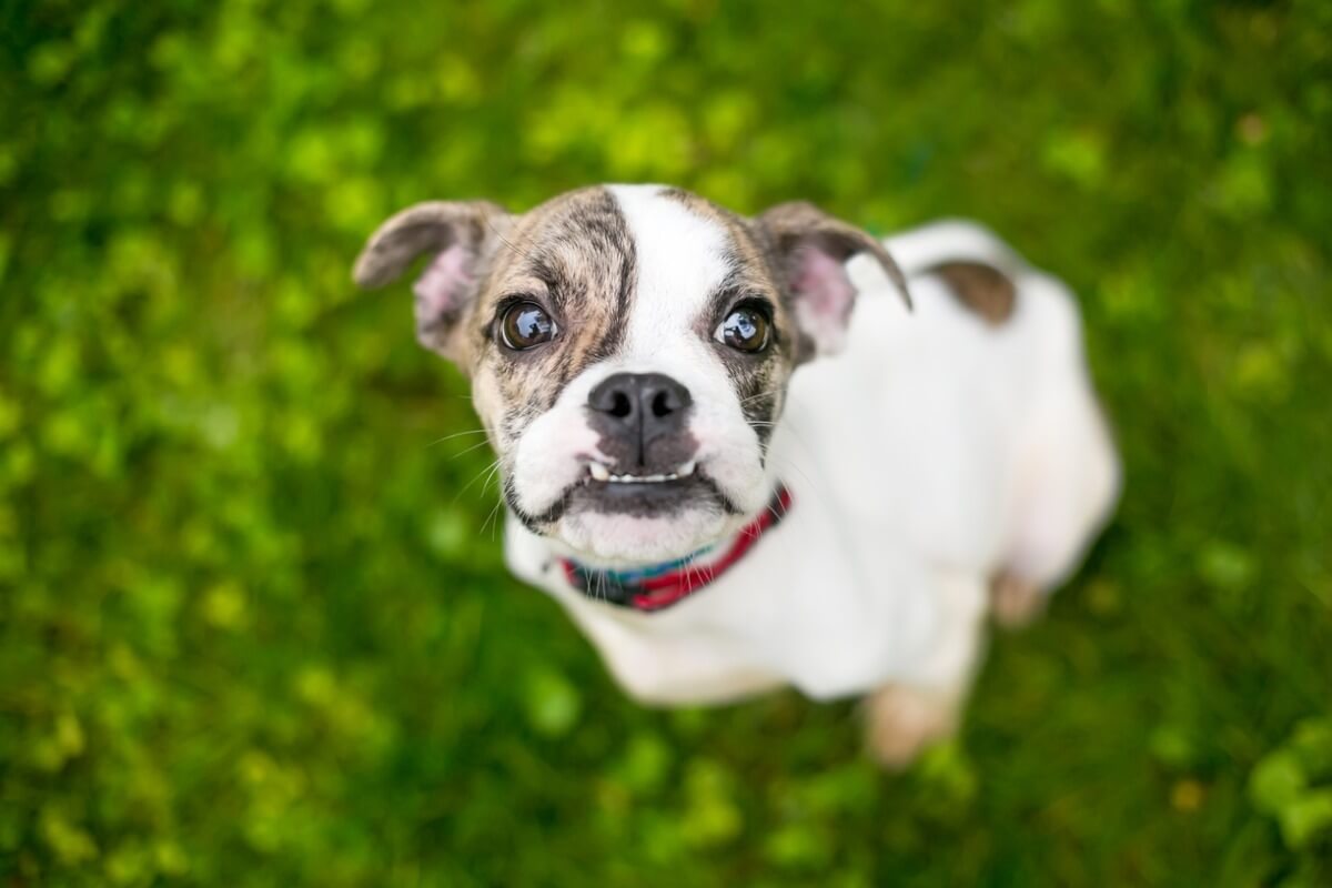 Zahnfehlstellungen bei Hunden: Ursachen, Folgen und Behandlungen