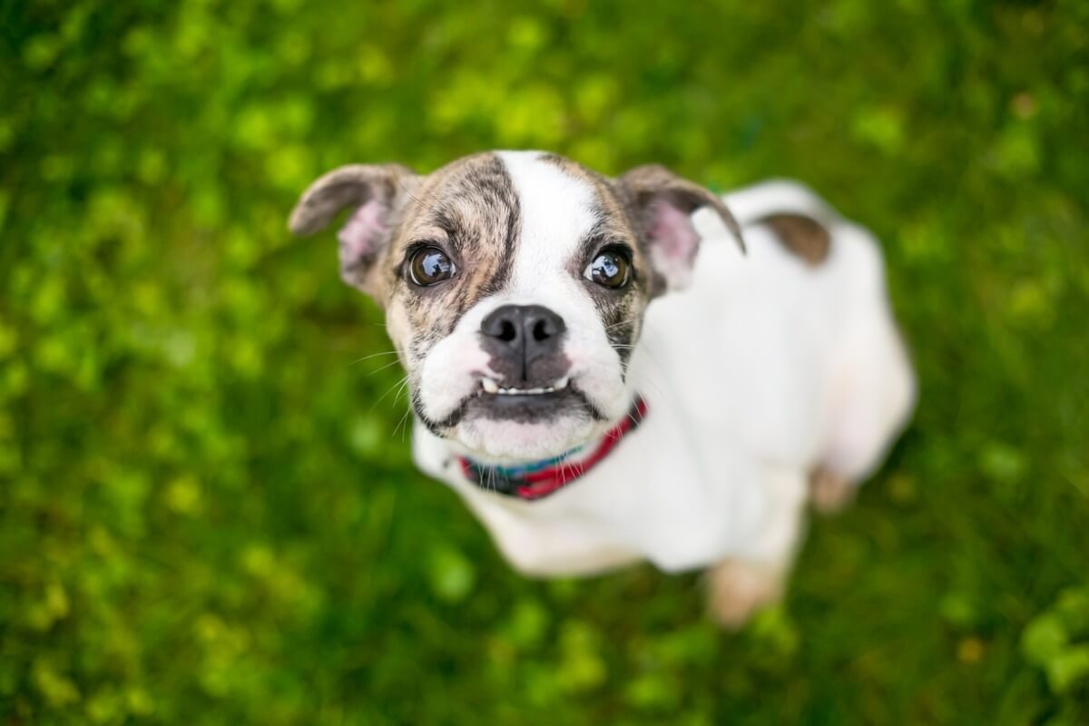 Un perro con maloclusión dental mira a cámara.