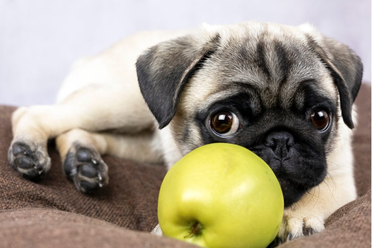 Can dogs eat apple?