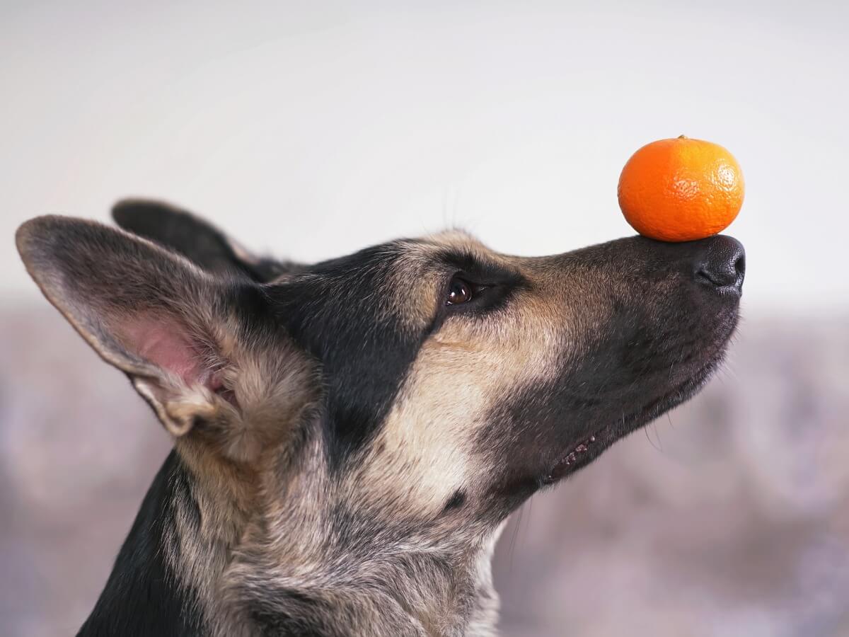 A dog eats an orange.