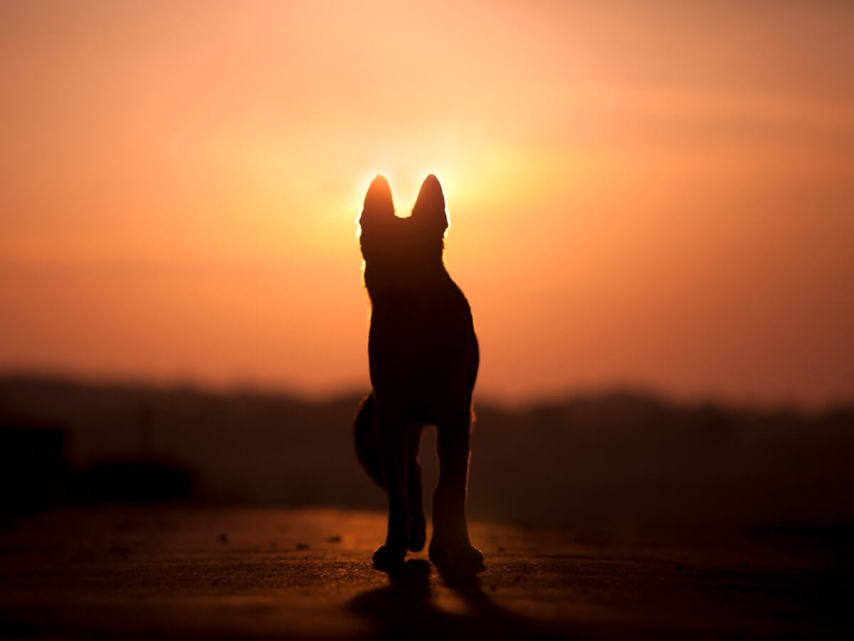 A dog and a sunset.