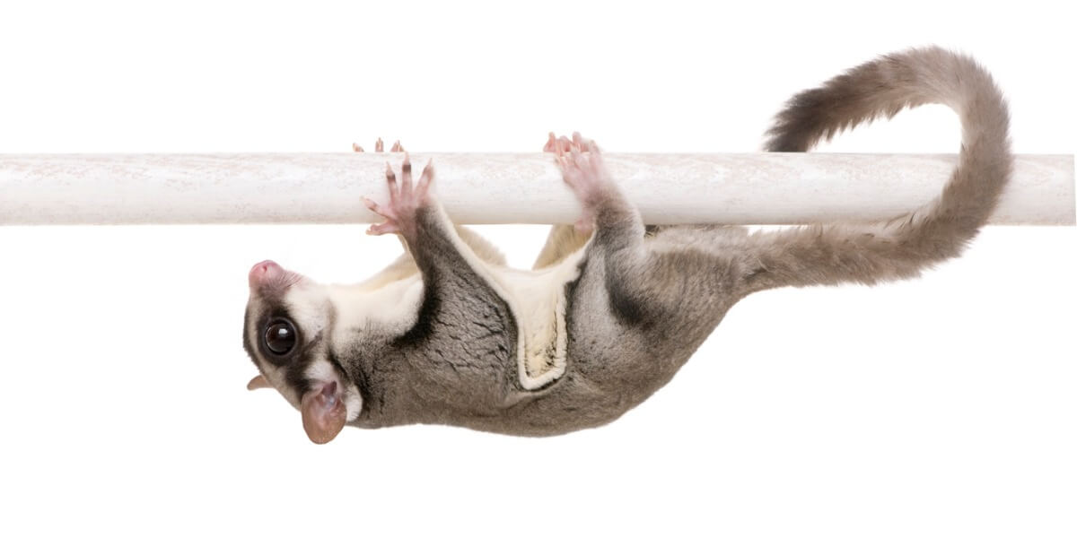 Un petauro dello zucchero su un ramo.