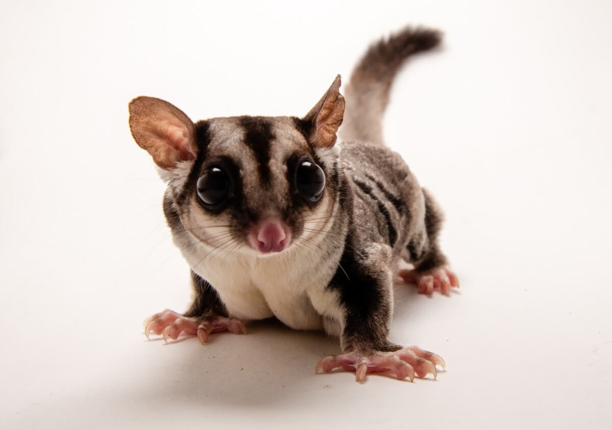 One of the rarest pets in the world.