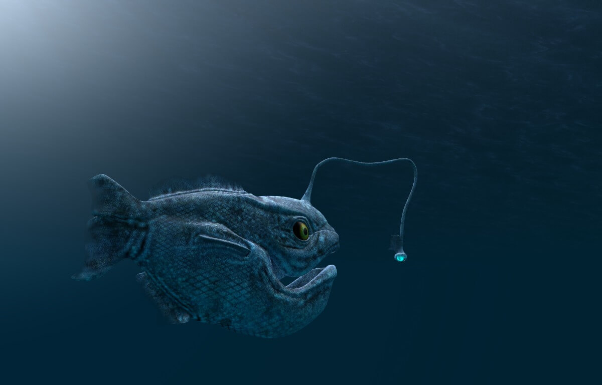 I pesci di acque profonde praticano alcuni dei più strani tipi di riproduzione.