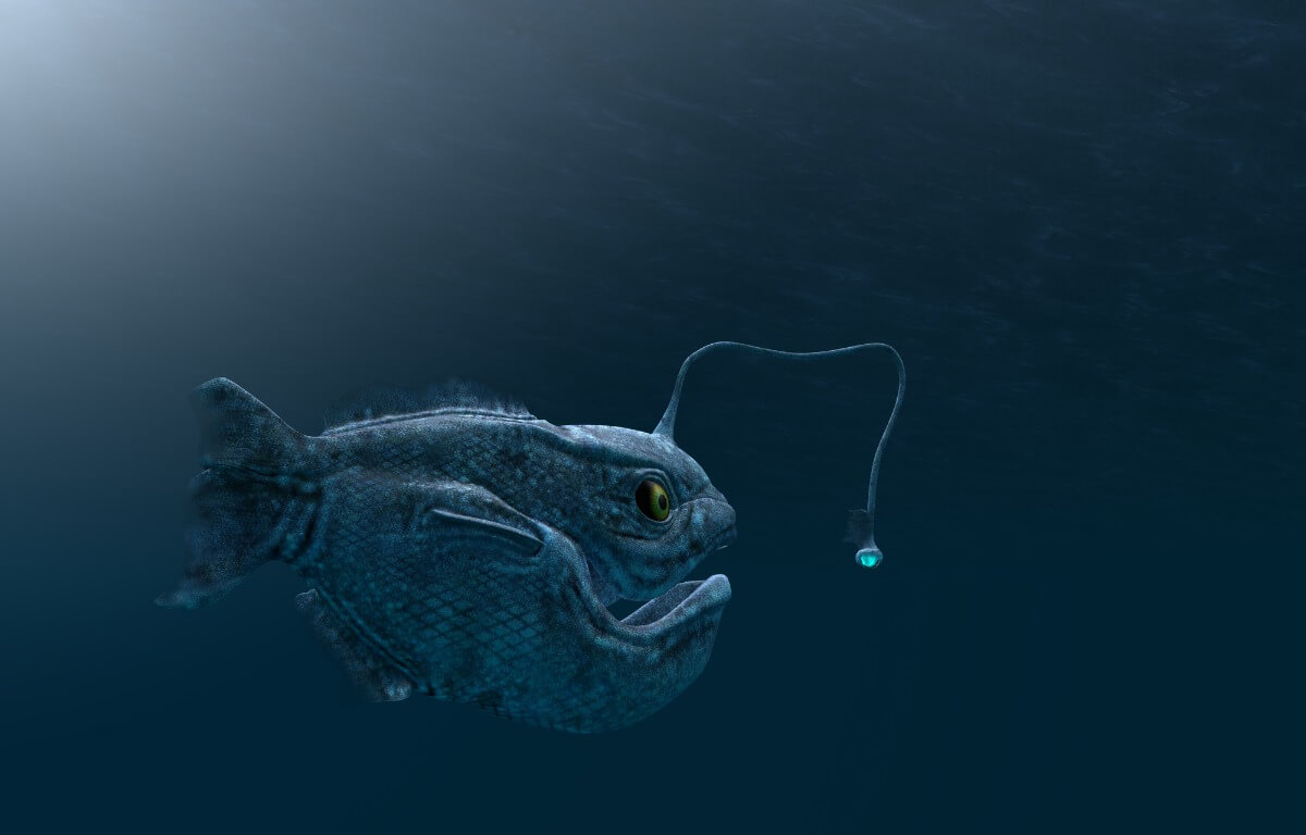 Abyssal fish, incredible sea creatures