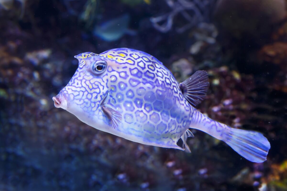 Um boxfish branco.