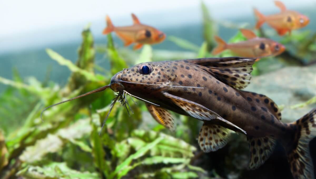 Um peixe-gato em um tanque de peixes.
