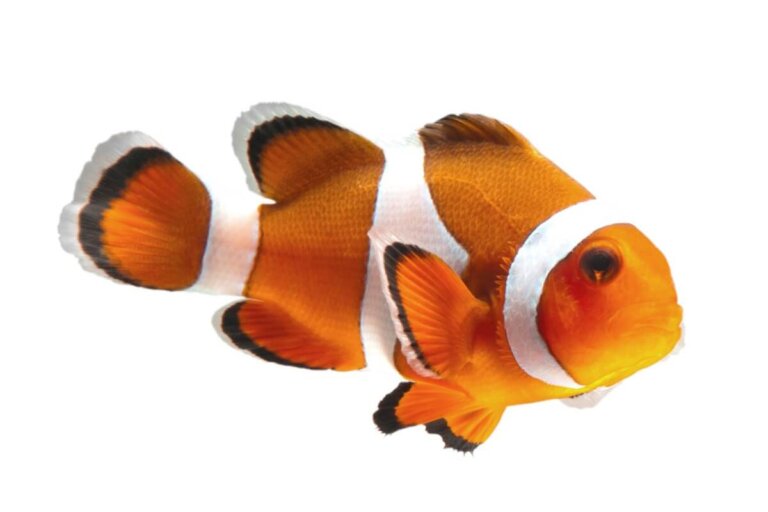 14 peces en peligro de extinción