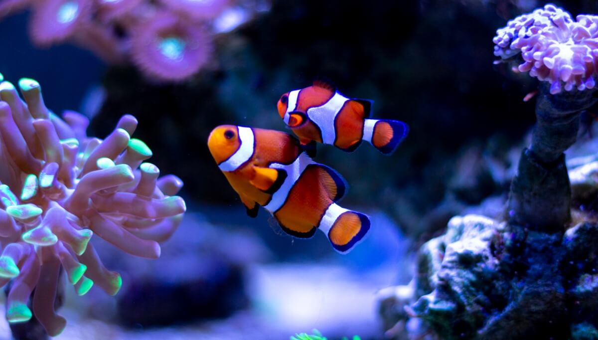 2 peces payaso juntos.