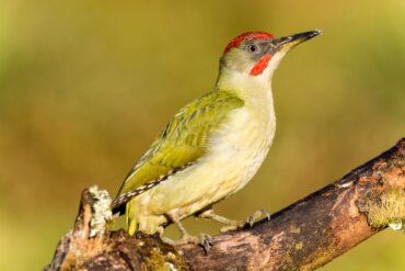 Pito real: el más extendido de los pájaros carpinteros