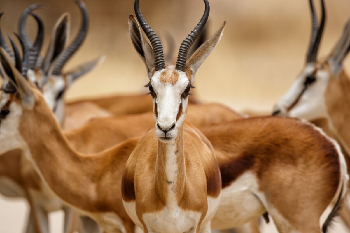 Une population d'antilopes.