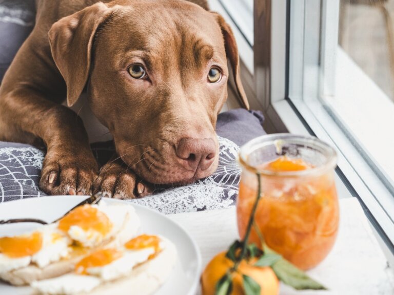 ¿Los perros pueden comer naranjas y mandarinas?