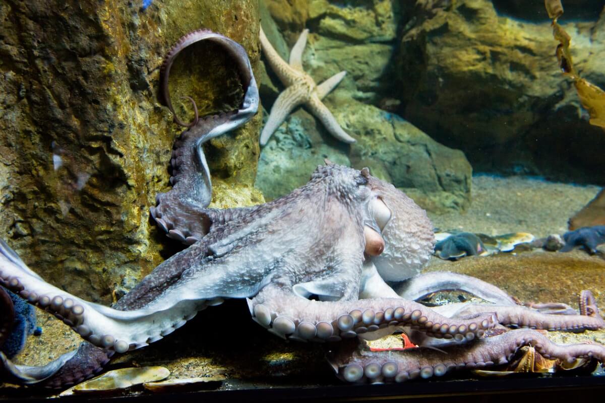 Un pulpo gigante del pacífico en un acuario.