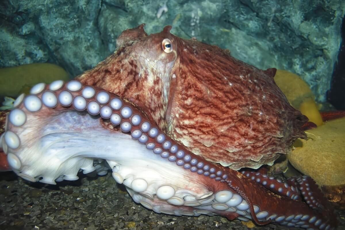 Un pulpo gigante del pacífico.
