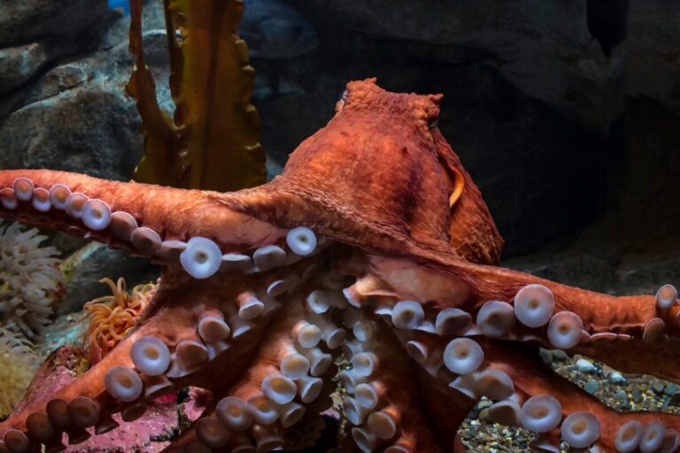 Pulpo gigante del Pacífico: características, hábitat y más datos