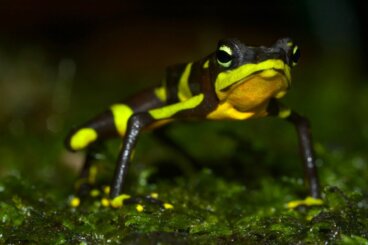 Rana arlequín: hábitat, características y conservación