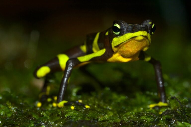 Rana arlequín: hábitat, características y conservación