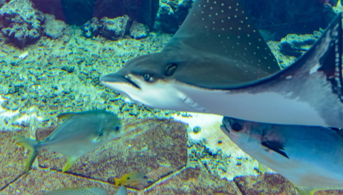 El tiburón águila recordaba a algunas rayas actuales.