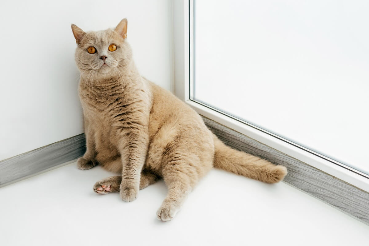 One of the cat breeds with fewer diseases.