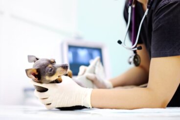 Crioterapia en perros: ¿en qué consiste?