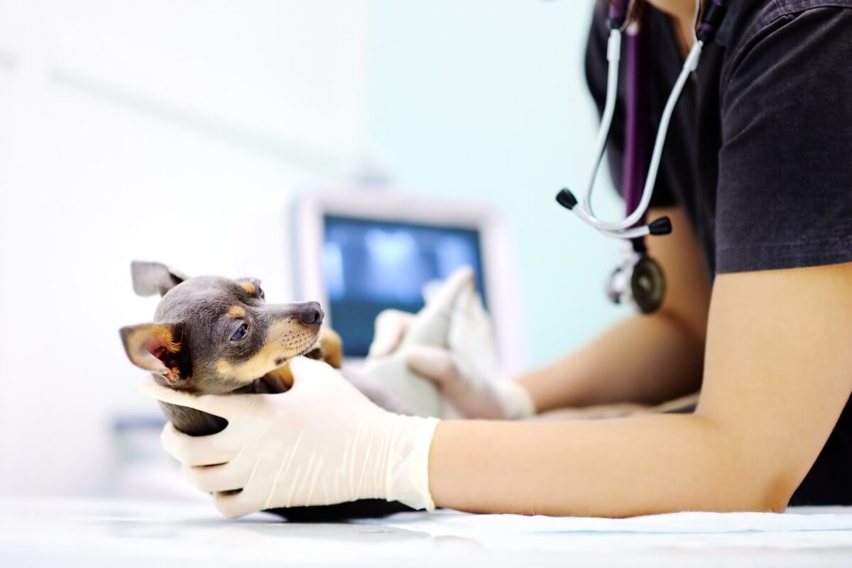 Spinnenbiss bei Hunden: Was tun?