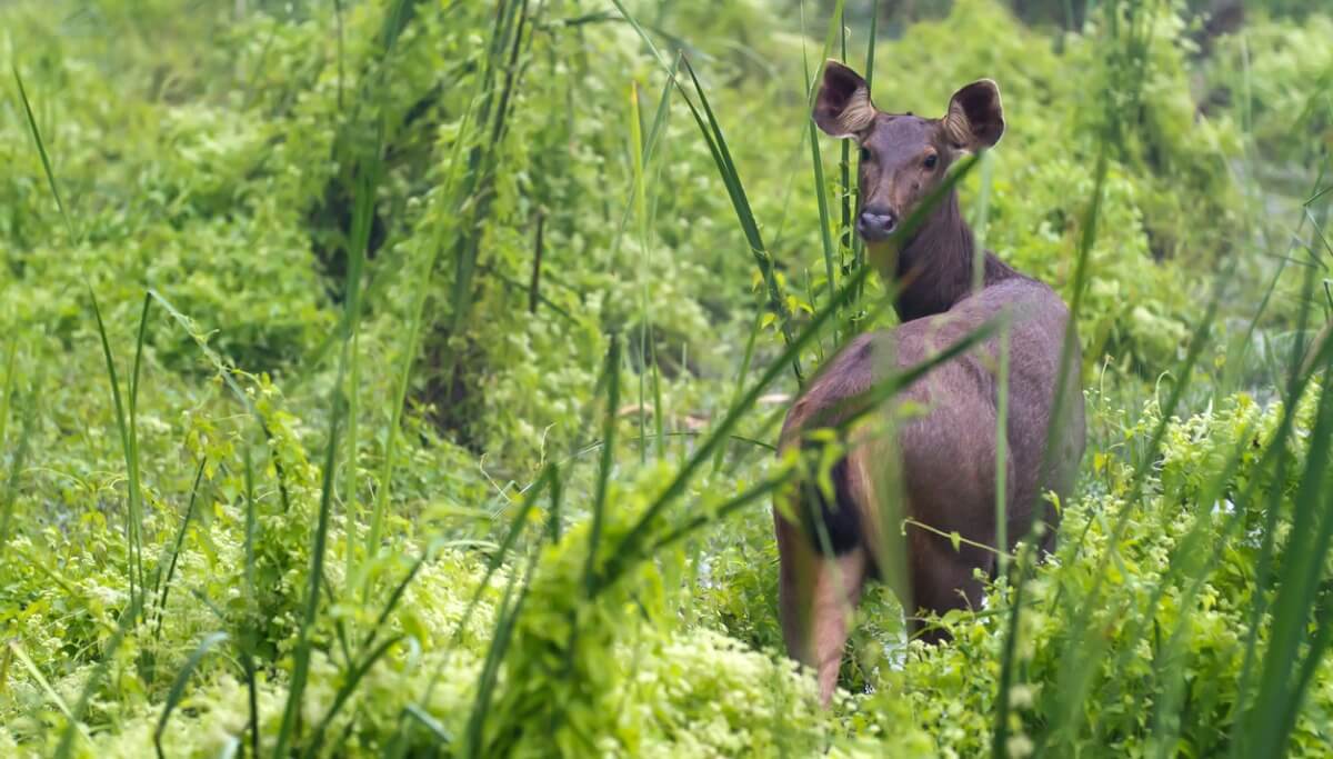 A sambarhjort stirrar på kameran
