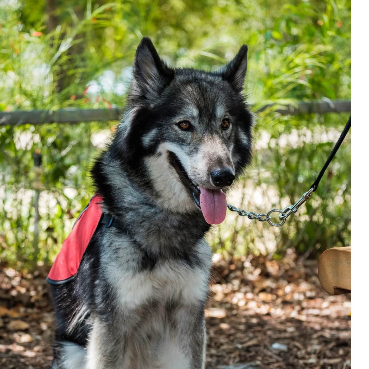 Um shepsky feliz.