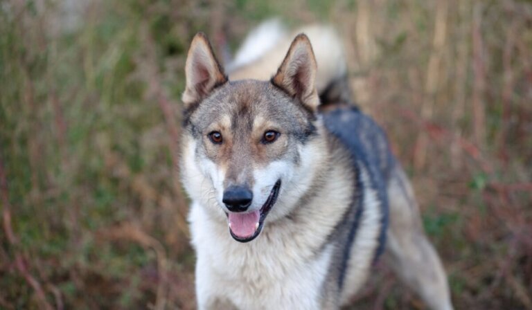 Perro shepsky: origen, características y cuidados