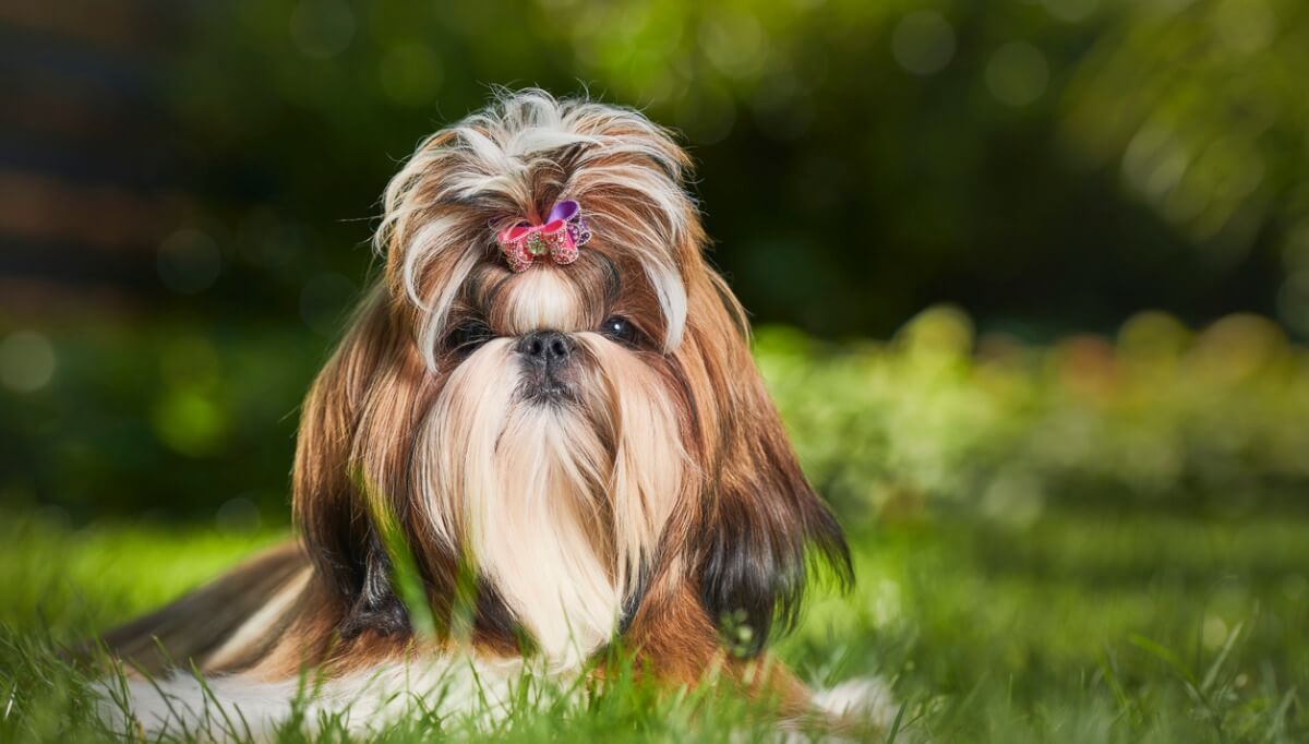 Un shih tzu en el campo.