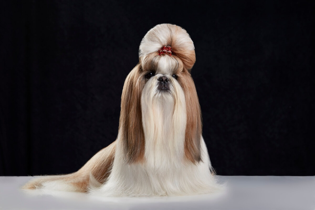 Un shih tzu sobre un fondo negro.