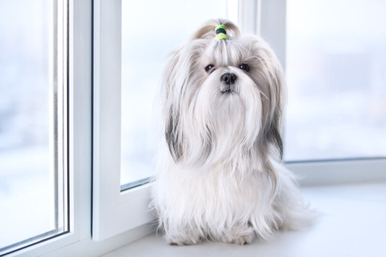 ¿Cómo cuidar el pelo del shih tzu?