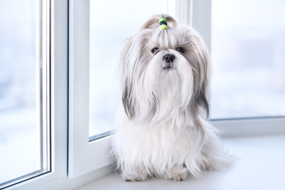 Un shih tzu regarde la caméra.