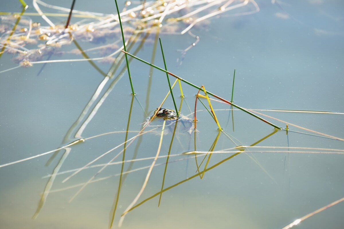 A frog in a pond.