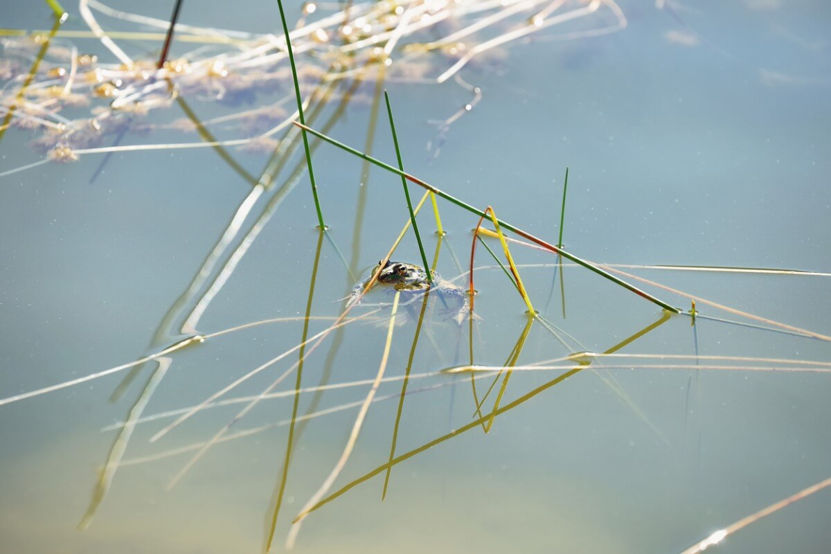 Una rana en un estanque.
